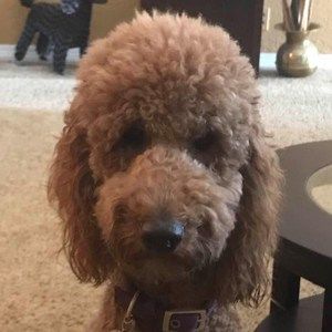 Meet your Posher, Dee